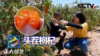 新鲜爆汁！尝一尝宁夏的头茬枸杞 | CCTV「正大综艺」