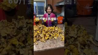 60lbs chanterelles! 有史以来斩获最多的鸡油菌！#chanterelles #mushrooms #foraging #wildmushrooms #mushroom #fungi