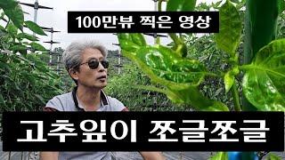 쪼글한 고추잎 원인과 해결방법 ㆍ고추의 키를 빨리키우는 노하우 공개ㆍ텃밭농사ㆍ고추농사ㆍ고추재배