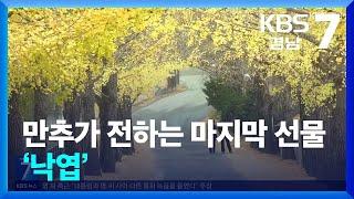 [현장속으로] 만추가 전하는 마지막 선물 ‘낙엽’ / KBS  2024.11.25.