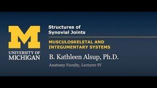 Joints: Structures of Synovial Joints