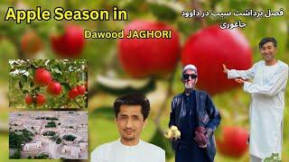 Apple Picking in Beautiful Ashke Dawood Jaghori l فصل برداشت سیب در اشکه داوود جاغوری