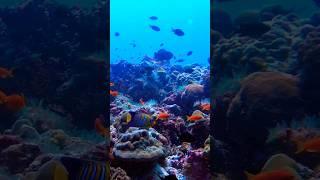 Angel fish -Scuba diving in Maafushi island - Maldives. #beautifulfish #marinelife #uwvideo