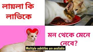 লায়লার লাভি কে বুঝে নিতে আর কত দিন লাগবে | How to introduce cats | Will Layla fall for Lavi?️#cat