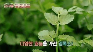 클로렐라 속 엽록소! 미세먼지도 엽록소 하나면 OK~ 백세의 품격 진시황 10회