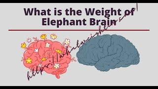What is the Weight of Elephant Brain