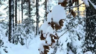 Cold Winter in Sweden | Silent Vlog