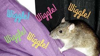 Female Pet Rat Wiggles Ears