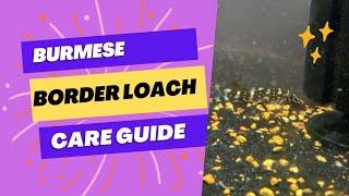 Burmese Border Loach aka Botia Kubotai Care Guide