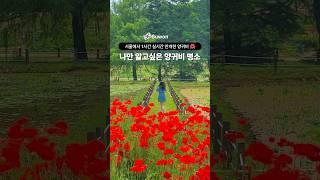 나만 알고싶은 양귀비 명소 서울에서 1시간 실시간 만개한 양귀비 현황 #국내여행 #꽃구경 #양귀비 #수원가볼만한곳 #여행 #수원 #명소