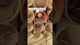 علاج مرض الجدري لدى زغاليل الحمام