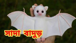 বিশ্বের সবচেয়ে অদ্ভুত সাদা বাদুড় || Honduran White Bat