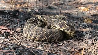 Eastern Diamondback Rattlesnake