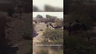 قبضين حضرموت - ال باجابر الهواشم515