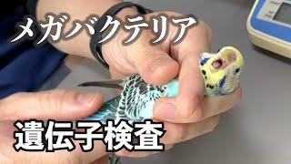 メガバクテリアの遺伝子検査で陽性が出ました　セキセイインコ・ぐみ