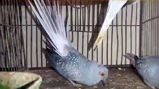 Diamond Dove Dance | Diamond DOVE Bird Cooing |  @akaviary