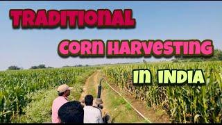 Traditional Corn Harvest in India | Corn | Maize | Harvesting time | Sowing Corn | Corn Seed | India