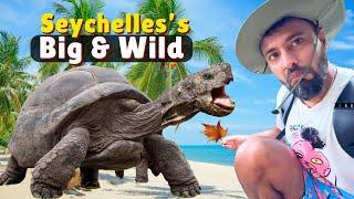 Underwater Boat and Giant Tortoises | Seychelles Vlog 2
