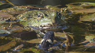 Are big frogs afraid of small grass snakes?