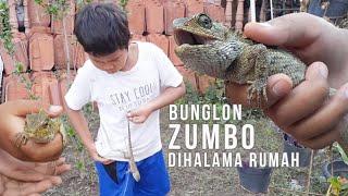 Nyari Bunglon Ditaman Rumah Tetangga | Dapet Banyak ada Yang Bunglon  Zombo - M. Fattah