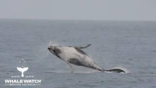 Whale Watching Perth Western Australia