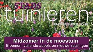 Stadstuinieren - Midzomer in de moestuin - het begin van het vruchtseizoen #moestuin