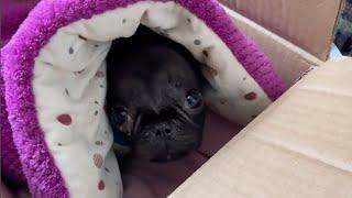 Lying curled up in a paper box, the poor puppy was abandoned with a message asking for help