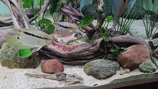 Akwarium altumy, paletki, mesonauta insignis aquarium fish tank discus pterophyllum altum relaxing