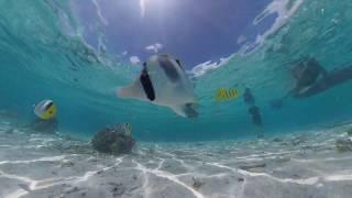 Swimming with SHARKS: 360 video of Jet Ski Tour