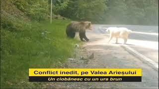 Conflict inedit, pe valea Arieșului: Un urs brun cu un câine ciobănesc!