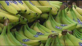 Fungal disease could affect banana growing