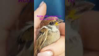 Лети, пташка! #18лет  #my #funny #наташа #pets #birds #пташка #свобода #жизнь #life