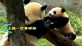 大熊猫莽仔特种兵式带娃小五表示承受不住了，不爬树母慈子孝一爬树鸡飞狗跳