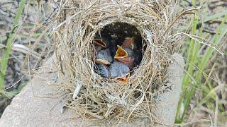 The Enigmatic Charm of the Great Reed Warbler Bird