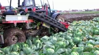 Automatic cabbage harvest machine