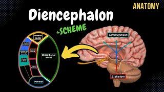 Diencephalon Anatomy (Thalamus, Epithalamus, Subthalamus, Metathalamus, Hypothalamus)