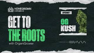 OG Kush Strain Review | Get To The Roots with Homegrown Cannabis Co.