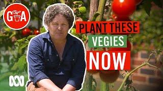 Kitchen Favourite Veg To Plant NOW | Growing Fruit and Vegies | Gardening Australia