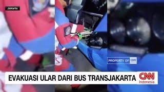 Evakuasi Ular Masuk Trans Jakarta