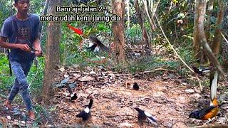 Puas hati kalau mikat banyak burung nya kayak gini/mikat murai batu di musim anakan