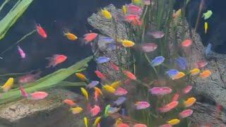 How many colors of GloFish tetra are there? What colors do GloFish tetras come in? available colors