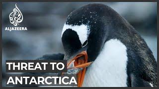 Threat to Antarctica: Scientists press for protected marine park