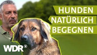 Hundebegegnungen ohne Stress | Hunde verstehen | S01/E02 | WDR