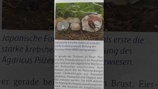  Agaricus ABM im Bild