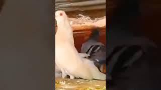 Kabootar love #shorts #viral #pigeon