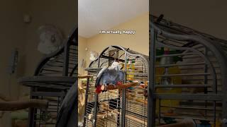 Gizmo tells me his happy  #funnyparrot #talkingparrot #bird #parrot