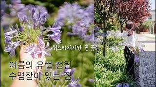 여름날 아가판서스 정원꽃차 말리고 체리 보관하기 | 수영장이 있는 집에서 보내는 마지막 여름