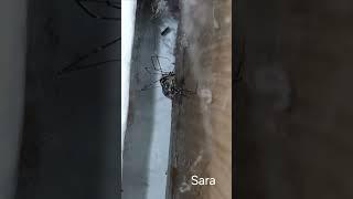 Spider vs Fly#youtubevideo#youtube#spider#fly#fight#hunting