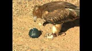 Australian Outback funny animals