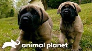 Adorable English Mastiff Twins Are Inseparable! | Too Cute! | Animal Planet